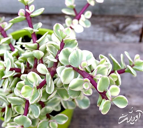 شرایط نگهداری کراسولا خرفه‌ای در منزل